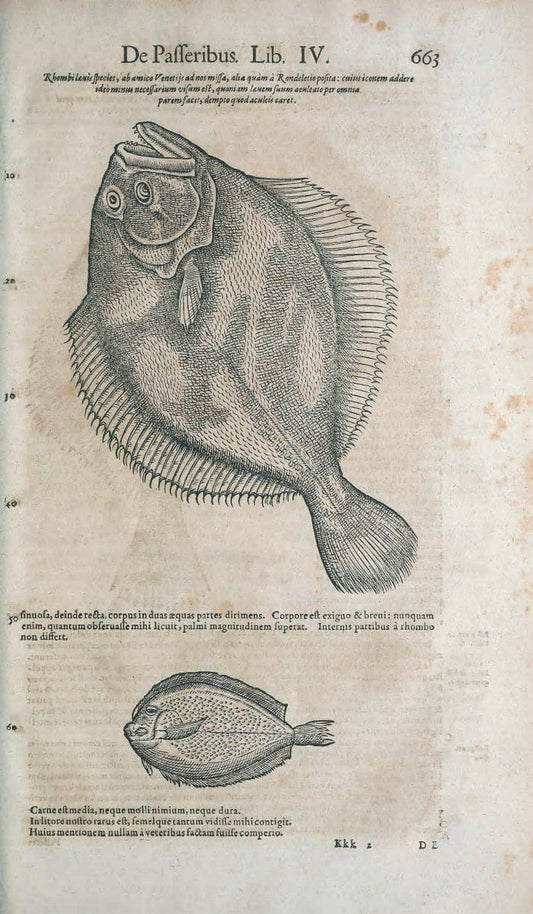 Conradi Gesneri medici Tigurini Historiae animalium liber IV :.Francofurti :In Bibliopolio Andreae Cambieri,anno MDCIIII [1604]. |  | Vintage Print Reproduction 456516