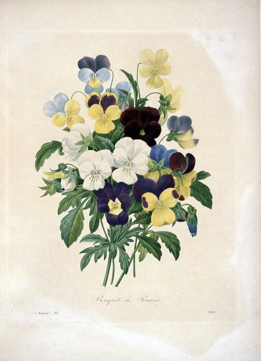 Choix des plus belles fleurs :.Paris :Ernest Panckoucke,[1833].  | 1833 Botany France Icones "Pictorial works"  | Vintage Print Reproduction 456517