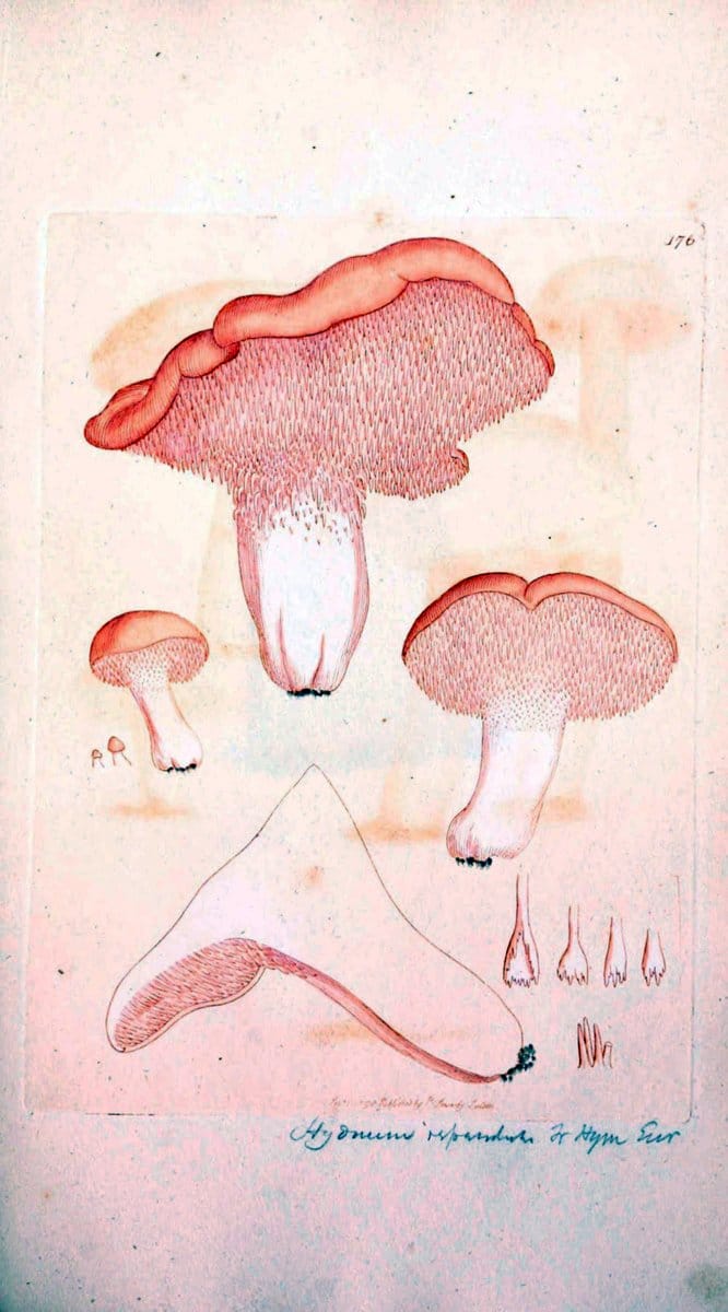 Coloured figures of English fungi or mushrooms. London,Printed by J. Davis,1797-[1809]. | England Mushrooms  | Vintage Print Reproduction 456518