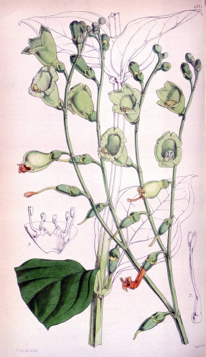 Curtis's botanical magazine. London ; New York [etc.] :Academic Press [etc.]. | "Botanical illustration" Botany Periodicals "Pictorial works" "Plants, Ornamental"  | Vintage Print Reproduction 456520