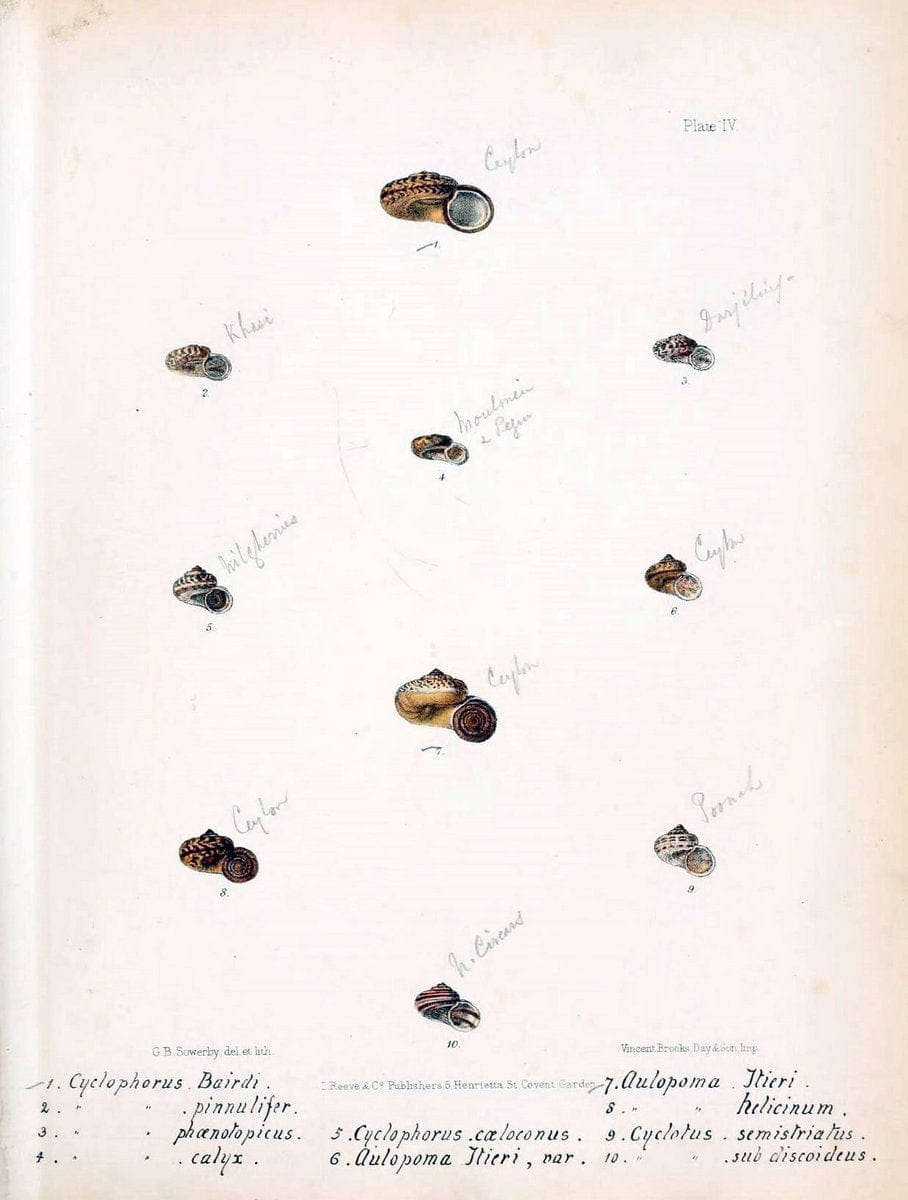 Conchologia indica,.London,1870-1876.  | India Mollusks Shells  | Vintage Print Reproduction 456521