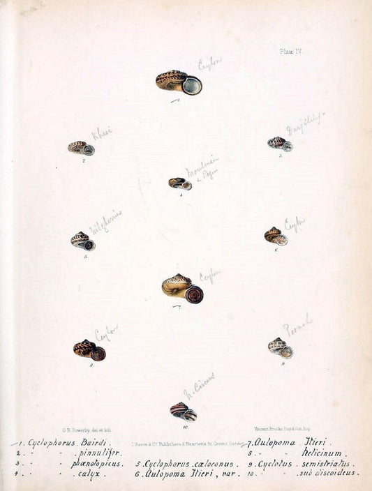 Conchologia indica,.London,1870-1876.  | India Mollusks Shells  | Vintage Print Reproduction 456521