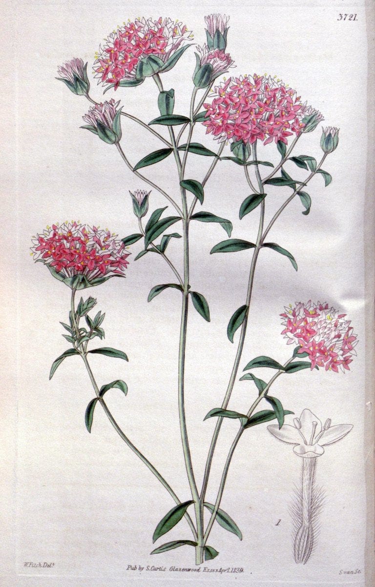 Dragable Image