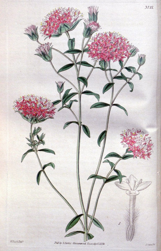 Curtis's botanical magazine..London ;New York [etc.] :Academic Press [etc.]. |  | Vintage Print Reproduction 456522