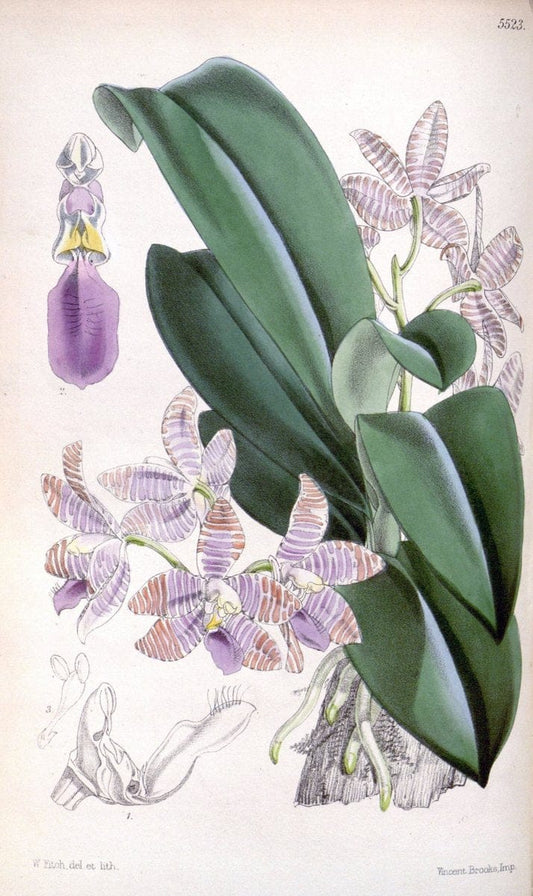 Curtis's botanical magazine..London ;New York [etc.] :Academic Press [etc.]. |  | Vintage Print Reproduction 456523