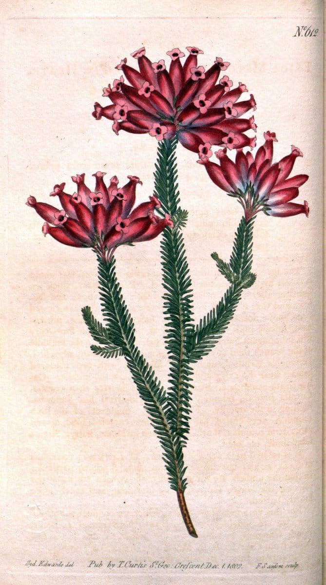 Curtis's botanical magazine. London ;New York [etc.] :Academic Press [etc.]. | Botany Periodicals "Pictorial works"  | Vintage Print Reproduction 456524