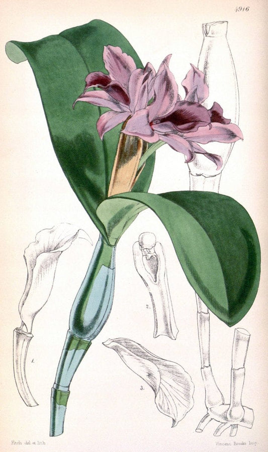 Curtis's botanical magazine. London ;New York [etc.] :Academic Press [etc.]. | Botany Periodicals "Pictorial works"  | Vintage Print Reproduction 456525