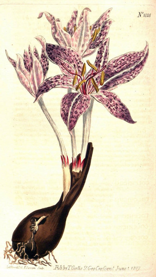 Curtis's botanical magazine. London ;New York [etc.] :Academic Press [etc.]. | Botany Periodicals "Pictorial works"  | Vintage Print Reproduction 456526