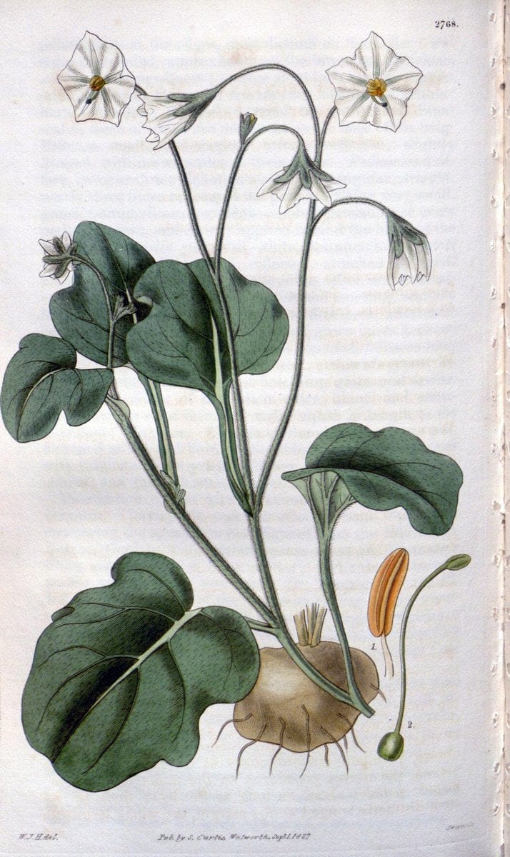 Curtis's botanical magazine. London ;New York [etc.] :Academic Press [etc.]. | Botany Periodicals "Pictorial works"  | Vintage Print Reproduction 456527