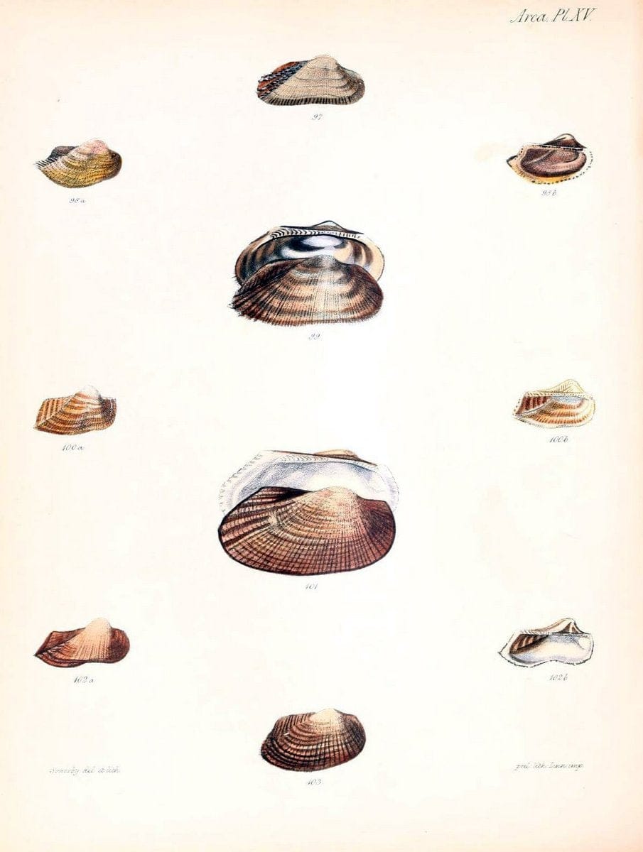 Conchologia iconica, or, Illustrations of the shells of molluscous animals /.London :Reeve, Brothers,1843-1878.  | Mollusks "Pictorial works" Shells | Vintage Print Reproduction 456528
