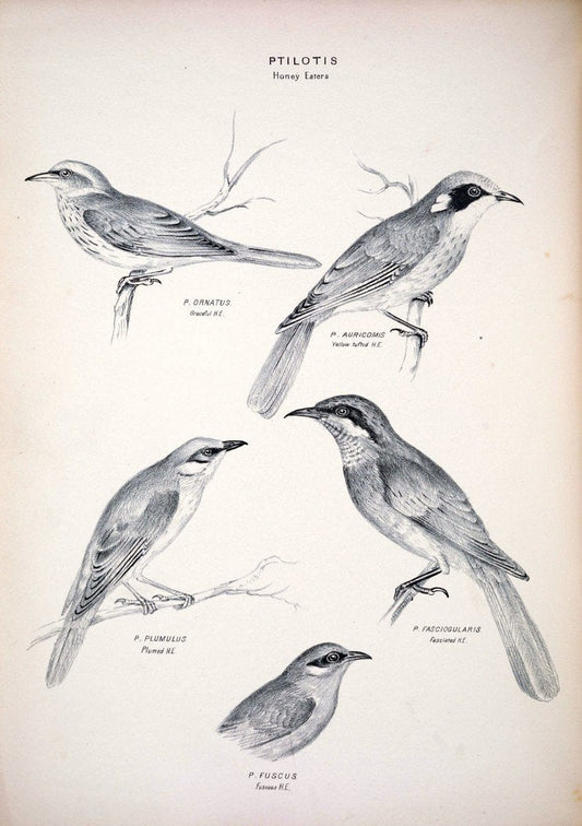 Companion to Gould's Handbook; or, Synopsis of the birds of Australia. Brisbane,Thorne & Greenwell,1877.  | Australia Birds | Vintage Print Reproduction 456529