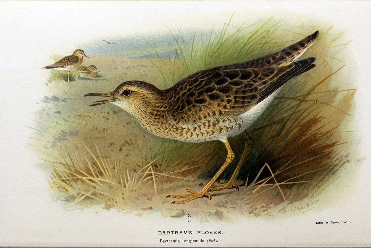 Coloured figures of the birds of the British Islands / issued by Lord Lilford. London :R | Birds "Great Britain" "Pictorial works"  | Vintage Print Reproduction 456530