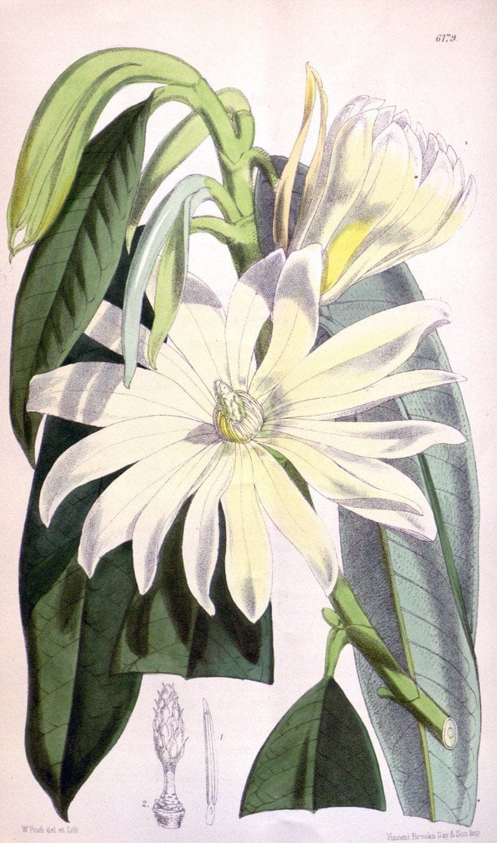 Curtis's botanical magazine. London ; New York [etc.] :Academic Press [etc.]. | "Botanical illustration" Botany Periodicals "Pictorial works" "Plants, Ornamental"  | Vintage Print Reproduction 456531