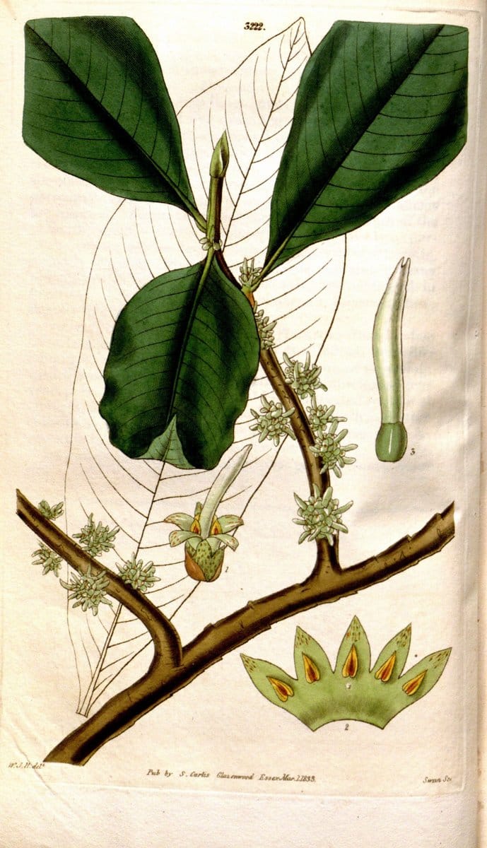 Curtis's botanical magazine. London ; New York [etc.] :Academic Press [etc.]. | "Botanical illustration" Botany Periodicals "Pictorial works" "Plants, Ornamental"  | Vintage Print Reproduction 456532