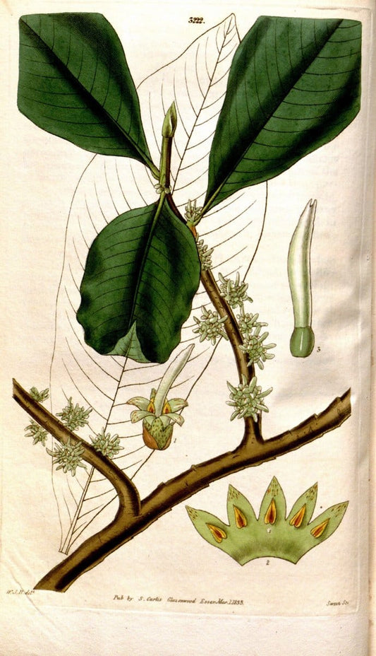 Curtis's botanical magazine. London ; New York [etc.] :Academic Press [etc.]. | "Botanical illustration" Botany Periodicals "Pictorial works" "Plants, Ornamental"  | Vintage Print Reproduction 456532