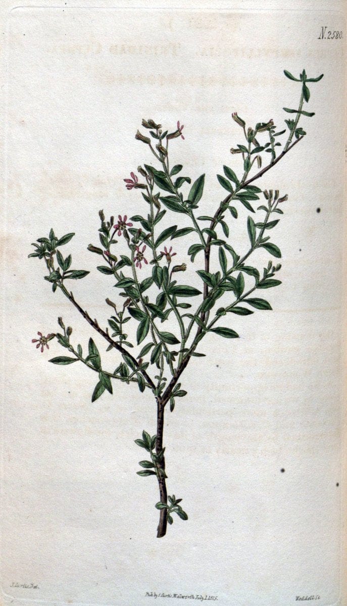 Curtis's botanical magazine. London ; New York [etc.] :Academic Press [etc.]. | "Botanical illustration" Botany Periodicals "Pictorial works" "Plants, Ornamental"  | Vintage Print Reproduction 456533