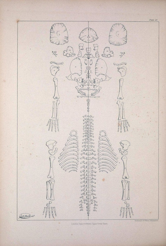Comparative osteology:.London,Taylor and Walton,1847.  | Bones | Vintage Print Reproduction 456534