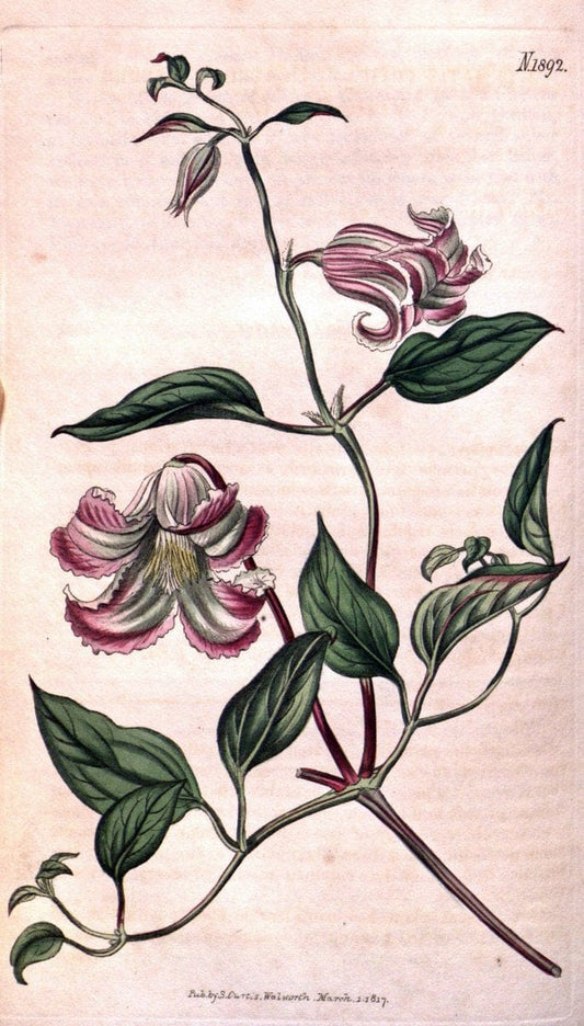 Curtis's botanical magazine. London ; New York [etc.] :Academic Press [etc.]. | "Botanical illustration" Botany Periodicals "Pictorial works" "Plants, Ornamental"  | Vintage Print Reproduction 456535