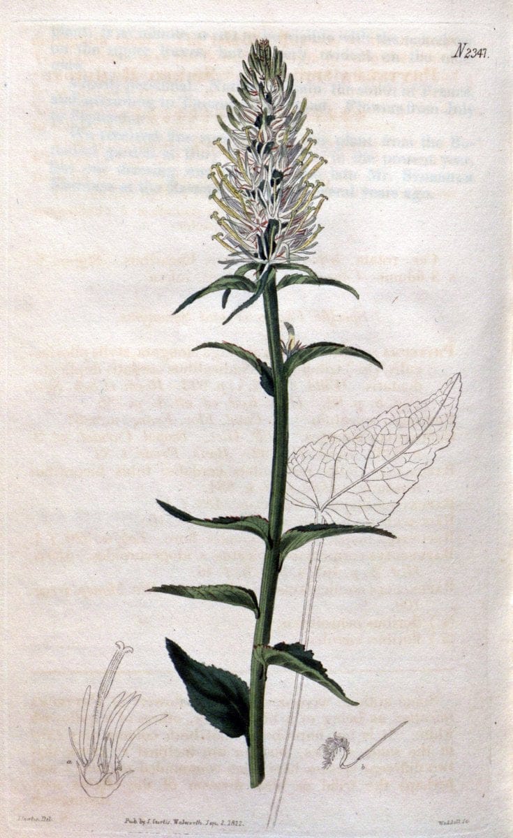 Curtis's botanical magazine. London ; New York [etc.] :Academic Press [etc.]. | "Botanical illustration" Botany Periodicals "Pictorial works" "Plants, Ornamental"  | Vintage Print Reproduction 456536