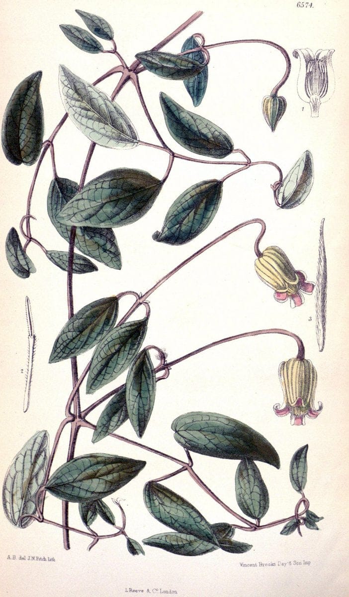 Curtis's botanical magazine. London ; New York [etc.] :Academic Press [etc.]. | "Botanical illustration" Botany Periodicals "Pictorial works" "Plants, Ornamental"  | Vintage Print Reproduction 456537