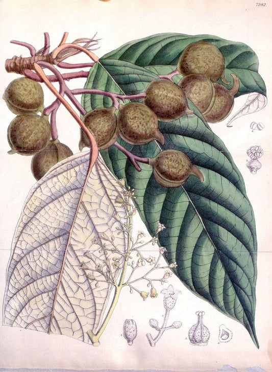 Curtis's botanical magazine. London ; New York [etc.] :Academic Press [etc.]. | "Botanical illustration" Botany Periodicals "Pictorial works" "Plants, Ornamental"  | Vintage Print Reproduction 456538