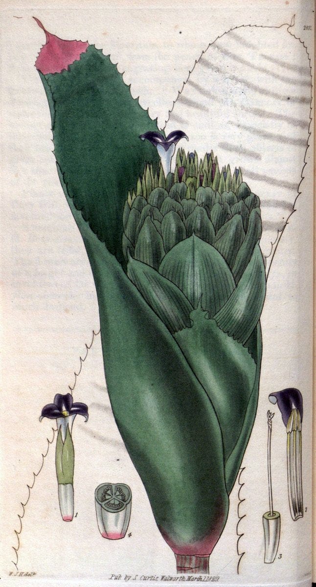 Curtis's botanical magazine. London ; New York [etc.] :Academic Press [etc.]. | "Botanical illustration" Botany Periodicals "Pictorial works" "Plants, Ornamental"  | Vintage Print Reproduction 456539