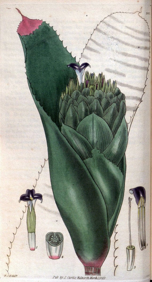 Curtis's botanical magazine. London ; New York [etc.] :Academic Press [etc.]. | "Botanical illustration" Botany Periodicals "Pictorial works" "Plants, Ornamental"  | Vintage Print Reproduction 456539