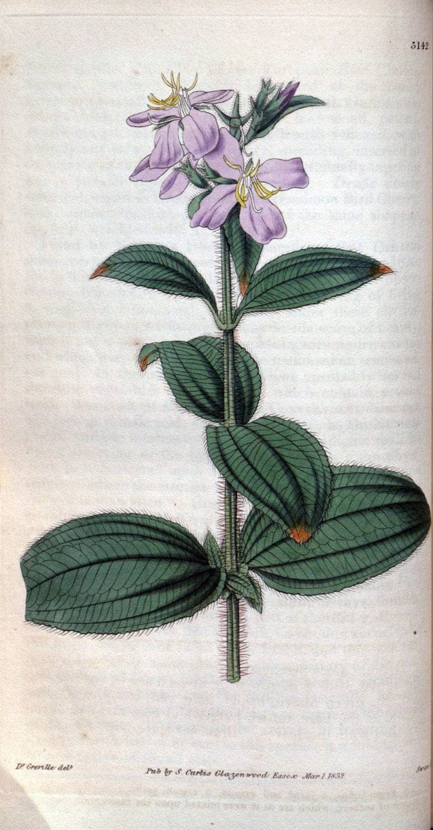 Curtis's botanical magazine. London ; New York [etc.] :Academic Press [etc.]. | "Botanical illustration" Botany Periodicals "Pictorial works" "Plants, Ornamental"  | Vintage Print Reproduction 456540