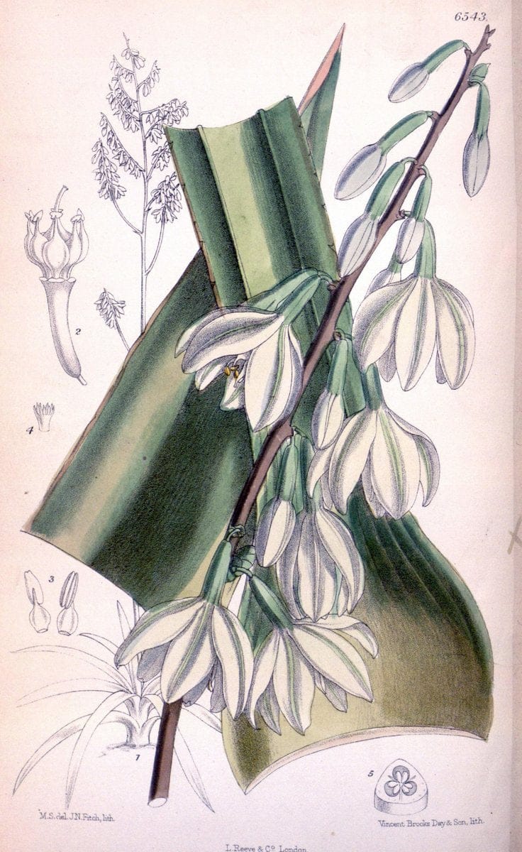 Curtis's botanical magazine. London ; New York [etc.] :Academic Press [etc.]. | "Botanical illustration" Botany Periodicals "Pictorial works" "Plants, Ornamental"  | Vintage Print Reproduction 456541