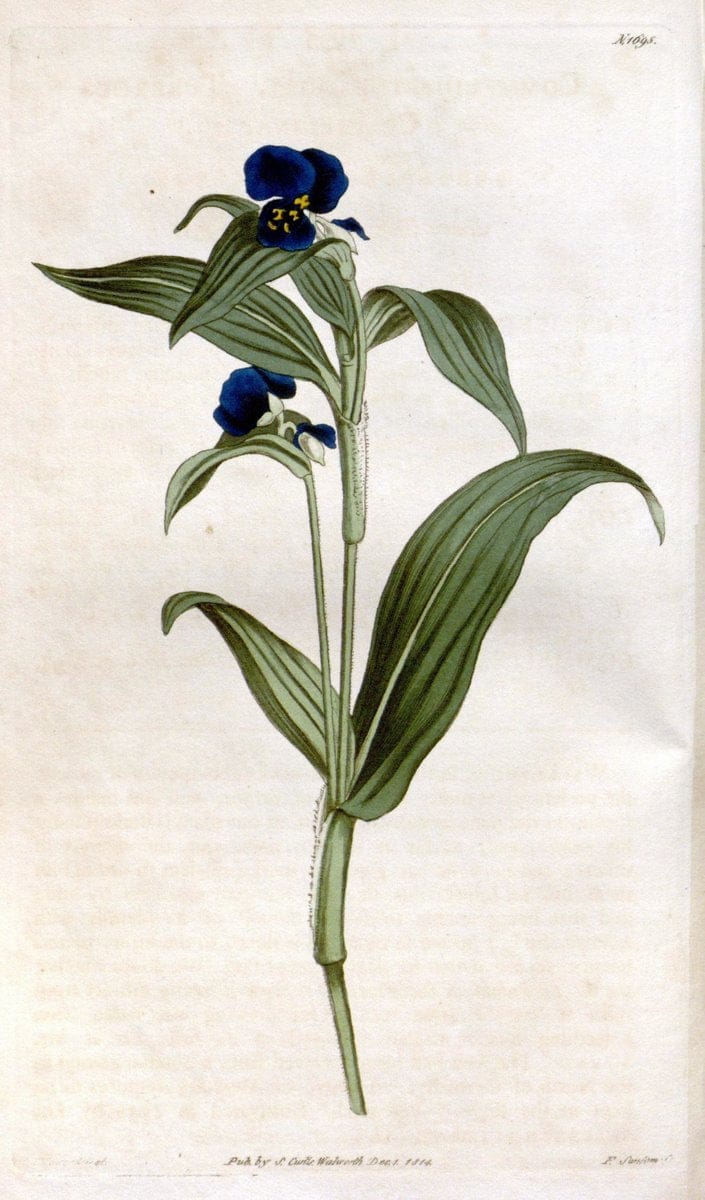 Curtis's botanical magazine. London ; New York [etc.] :Academic Press [etc.]. | "Botanical illustration" Botany Periodicals "Pictorial works" "Plants, Ornamental"  | Vintage Print Reproduction 456542