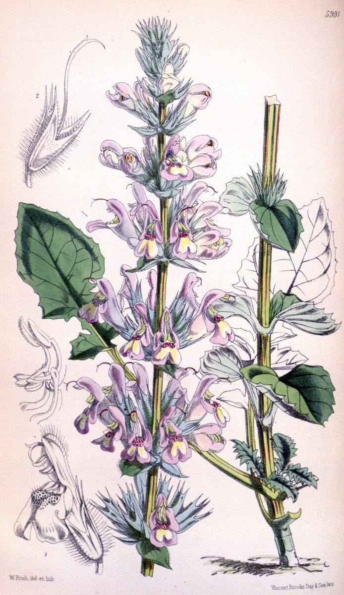 Curtis's botanical magazine. London ; New York [etc.] :Academic Press [etc.]. | "Botanical illustration" Botany Periodicals "Pictorial works" "Plants, Ornamental"  | Vintage Print Reproduction 456543