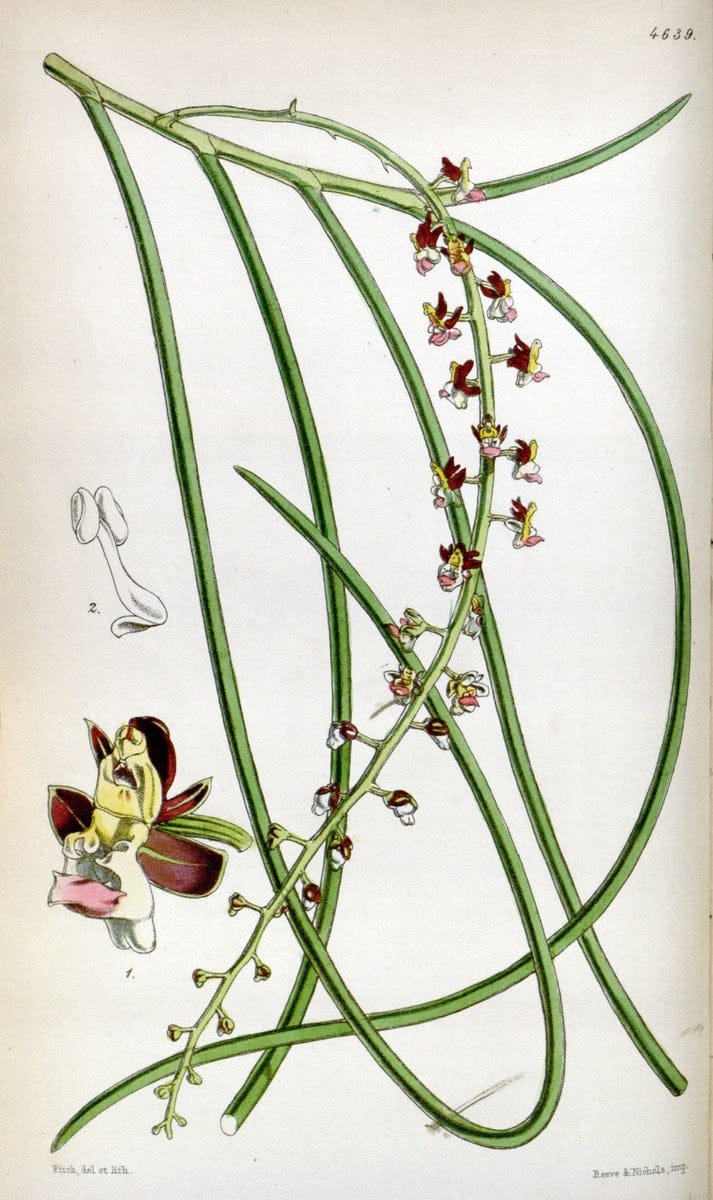 Curtis's botanical magazine. London ; New York [etc.] :Academic Press [etc.]. | "Botanical illustration" Botany Periodicals "Pictorial works" "Plants, Ornamental"  | Vintage Print Reproduction 456544