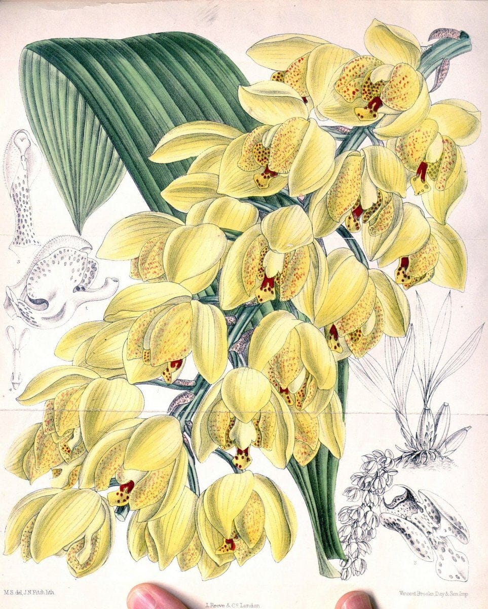 Curtis's botanical magazine. London ; New York [etc.] :Academic Press [etc.]. | "Botanical illustration" Botany Periodicals "Pictorial works" "Plants, Ornamental"  | Vintage Print Reproduction 456545