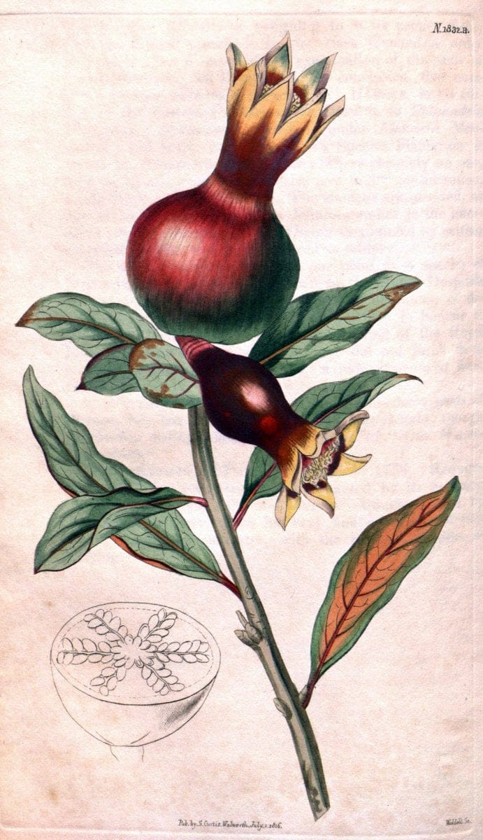 Curtis's botanical magazine. London ; New York [etc.] :Academic Press [etc.]. | "Botanical illustration" Botany Periodicals "Pictorial works" "Plants, Ornamental"  | Vintage Print Reproduction 456546