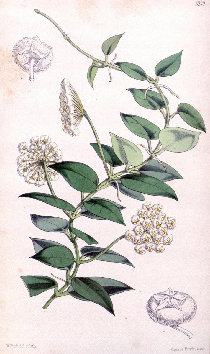 Curtis's botanical magazine. London ; New York [etc.] :Academic Press [etc.]. | "Botanical illustration" Botany Periodicals "Pictorial works" "Plants, Ornamental"  | Vintage Print Reproduction 456547