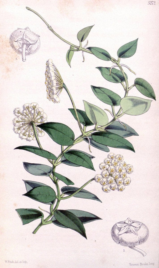 Curtis's botanical magazine. London ; New York [etc.] :Academic Press [etc.]. | "Botanical illustration" Botany Periodicals "Pictorial works" "Plants, Ornamental"  | Vintage Print Reproduction 456547