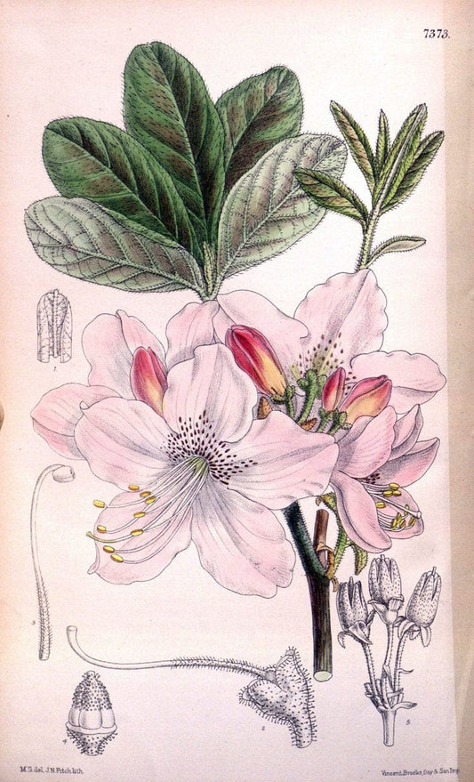 Curtis's botanical magazine. London ; New York [etc.] :Academic Press [etc.]. | "Botanical illustration" Botany Periodicals "Pictorial works" "Plants, Ornamental"  | Vintage Print Reproduction 456548