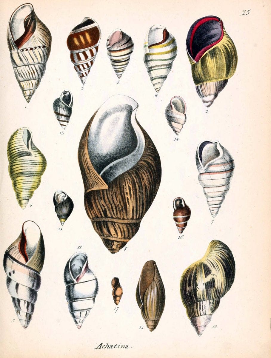 Conchylienbuch, oder, Allgemeine und besondere Naturgeschichte der Muscheln und Schnecke | Mollusks "Pictorial works"  | Vintage Print Reproduction 456549