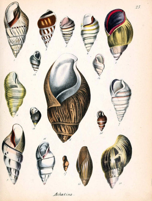 Conchylienbuch, oder, Allgemeine und besondere Naturgeschichte der Muscheln und Schnecke | Mollusks "Pictorial works"  | Vintage Print Reproduction 456549