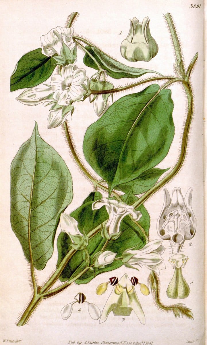 Curtis's botanical magazine. London ; New York [etc.] :Academic Press [etc.]. | "Botanical illustration" Botany Periodicals "Pictorial works" "Plants, Ornamental"  | Vintage Print Reproduction 456550