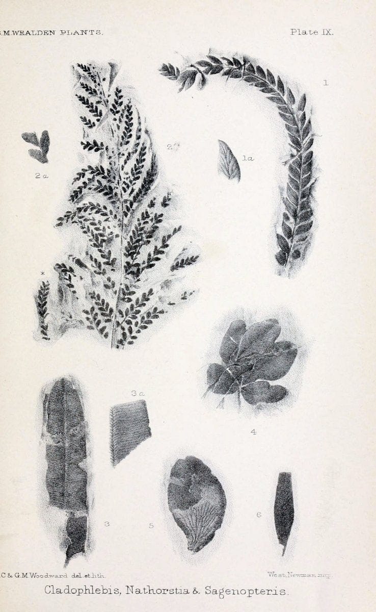 Catalogue of the Mesozoic plants in the Department of Geology, British Museum (Natural History).London,Trustees of the B.M.,1894-1915.  | Vintage Print Reproduction 456551