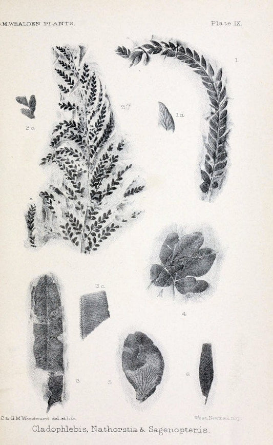 Catalogue of the Mesozoic plants in the Department of Geology, British Museum (Natural History).London,Trustees of the B.M.,1894-1915.  | Vintage Print Reproduction 456551