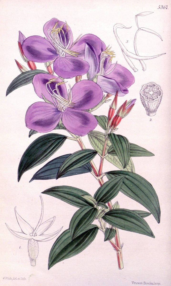 Curtis's botanical magazine. London ;New York [etc.] :Academic Press [etc.]. | Botany Periodicals "Pictorial works"  | Vintage Print Reproduction 456553