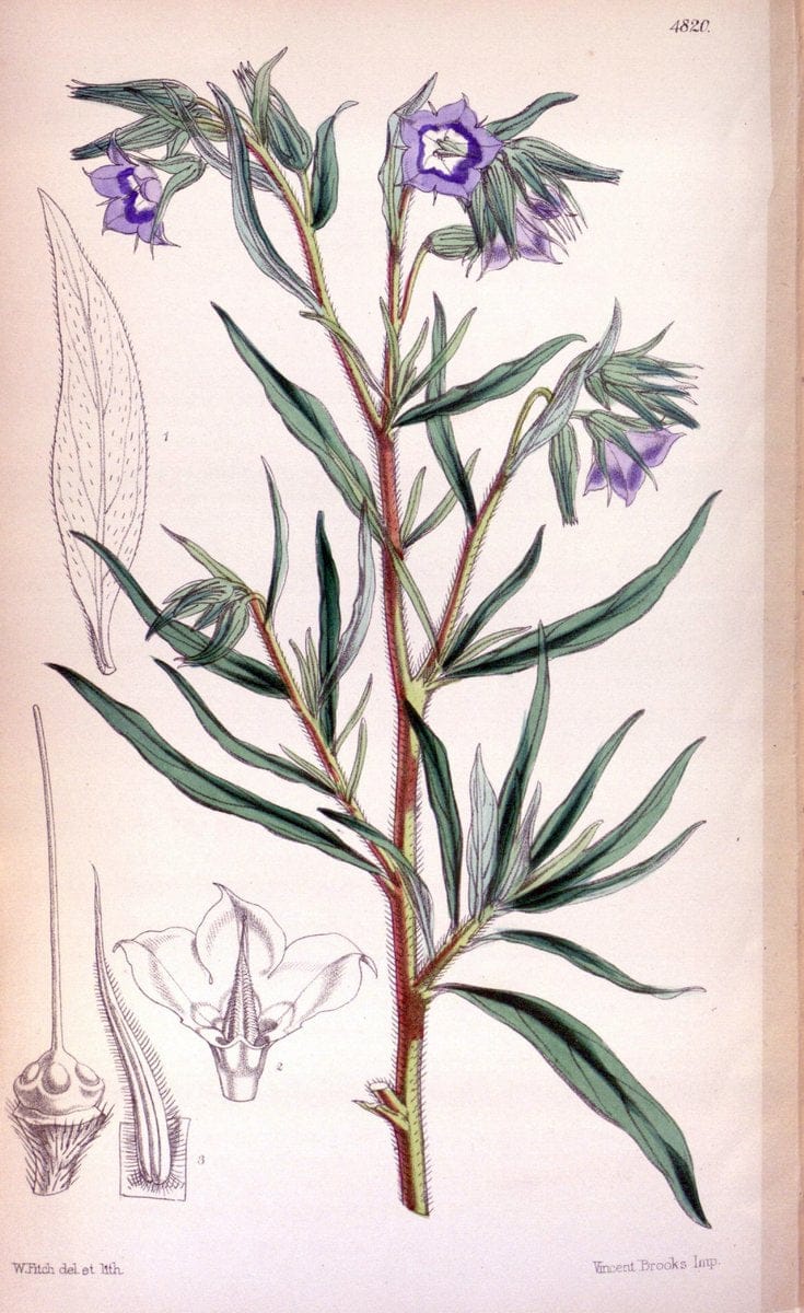 Curtis's botanical magazine. London ;New York [etc.] :Academic Press [etc.]. | Botany Periodicals "Pictorial works"  | Vintage Print Reproduction 456555