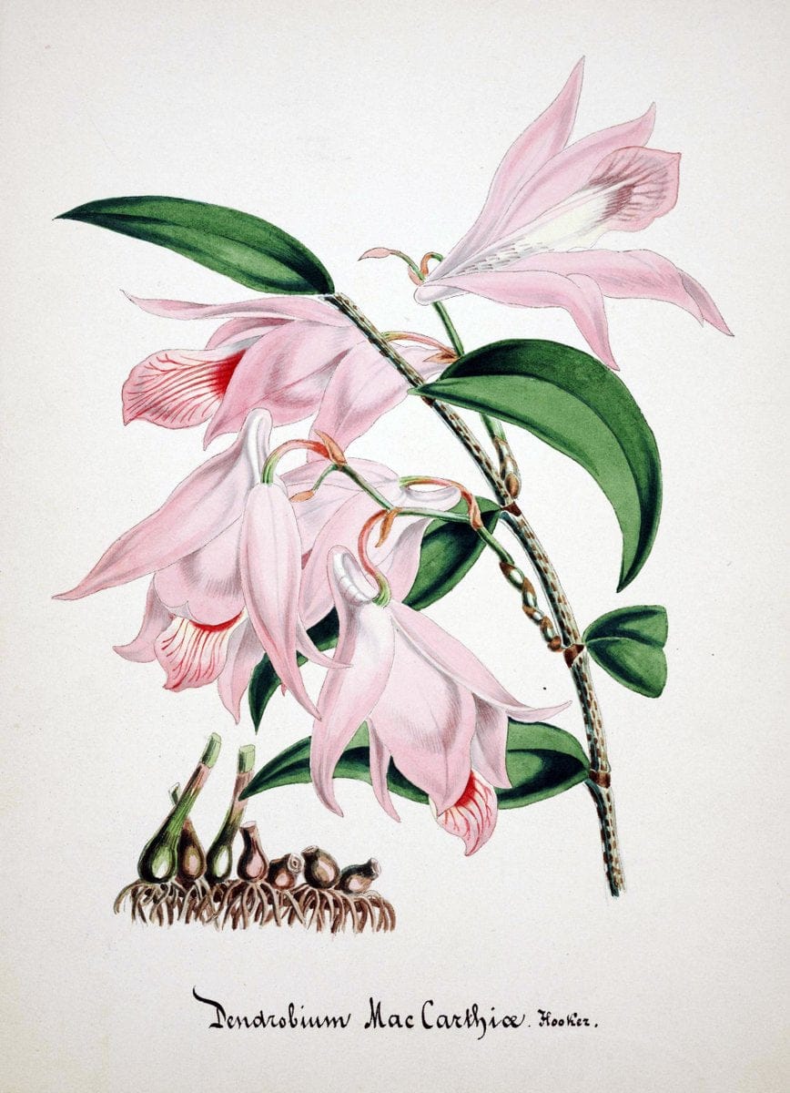 Collection d'orchideÃŒÂes.[S.l. :s.n.,18--]. | "Botanical illustration" Orchidaceae "Orchidaceae in art" "Pictorial works"  | Vintage Print Reproduction 456556