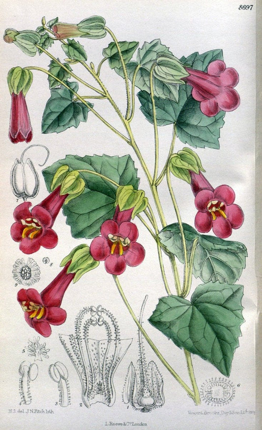Curtis's botanical magazine. London ; New York [etc.] :Academic Press [etc.]. | "Botanical illustration" Botany Periodicals "Pictorial works" "Plants, Ornamental"  | Vintage Print Reproduction 456557