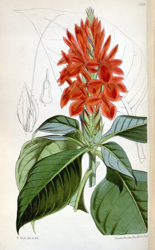 Curtis's botanical magazine. London ; New York [etc.] :Academic Press [etc.]. | "Botanical illustration" Botany Periodicals "Pictorial works" "Plants, Ornamental"  | Vintage Print Reproduction 456559