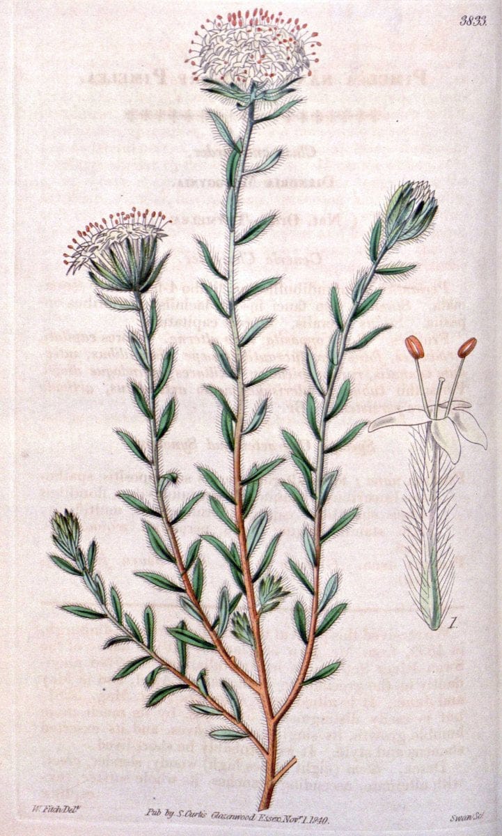 Curtis's botanical magazine. London ; New York [etc.] :Academic Press [etc.]. | "Botanical illustration" Botany Periodicals "Pictorial works" "Plants, Ornamental"  | Vintage Print Reproduction 456560