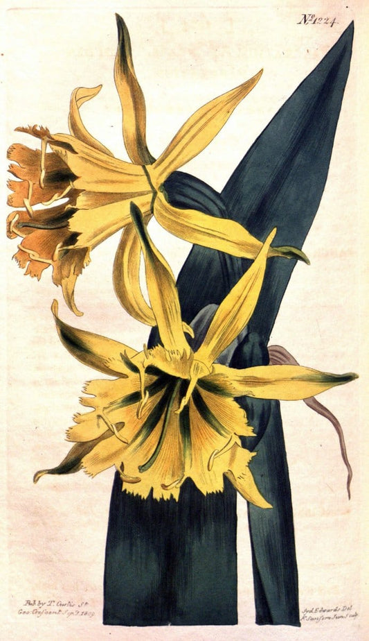 Curtis's botanical magazine. London ; New York [etc.] :Academic Press [etc.]. | "Botanical illustration" Botany Periodicals "Pictorial works" "Plants, Ornamental"  | Vintage Print Reproduction 456561