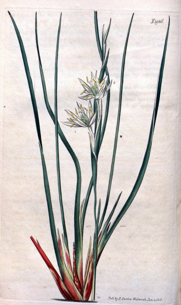 Curtis's botanical magazine. London ; New York [etc.] :Academic Press [etc.]. | "Botanical illustration" Botany Periodicals "Pictorial works" "Plants, Ornamental"  | Vintage Print Reproduction 456562